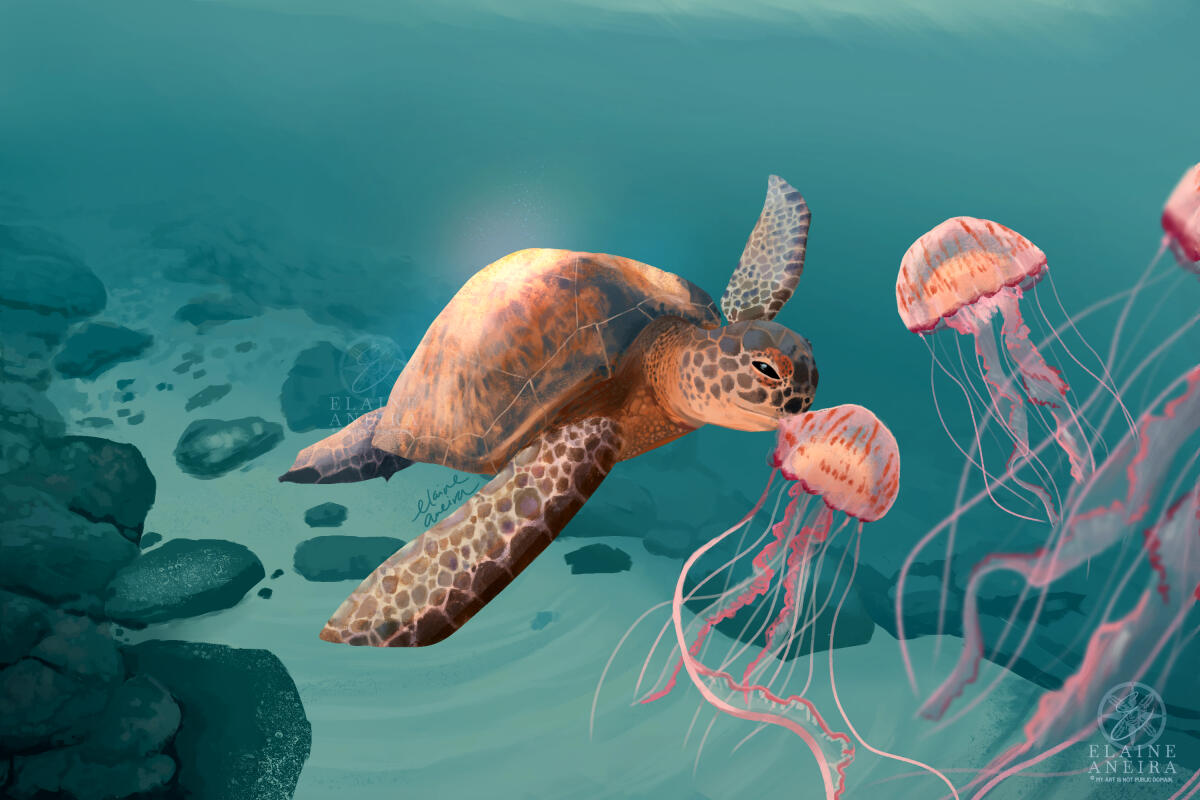 A Feast of Jellyfish